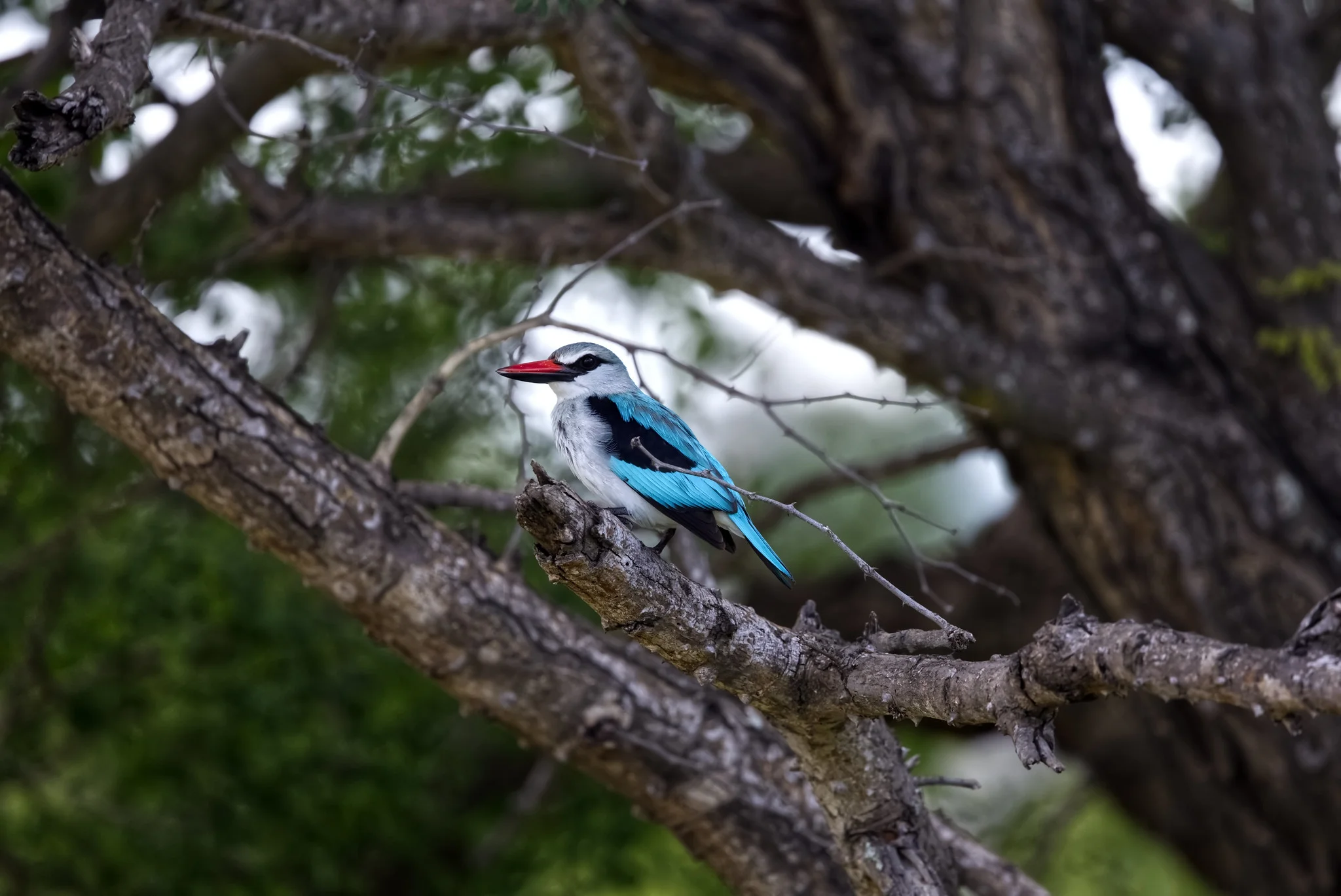 10 Days Bird Watching Safaris