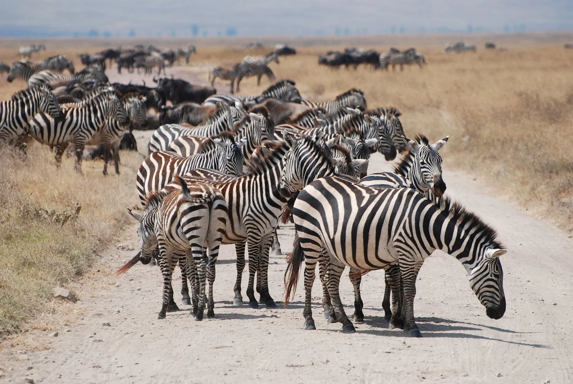 8 Days Honeymoon Safari