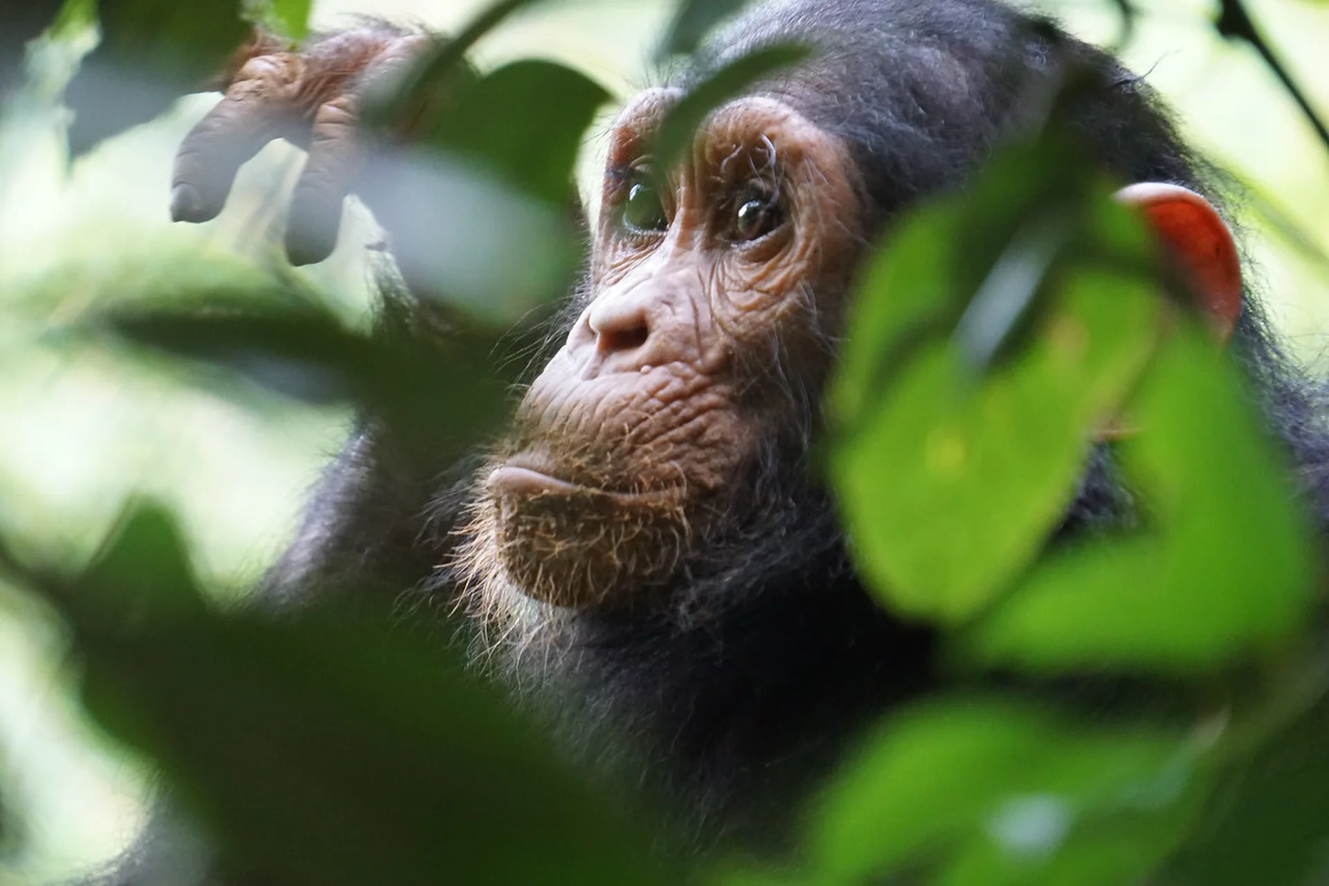 Gombe Stream National Park