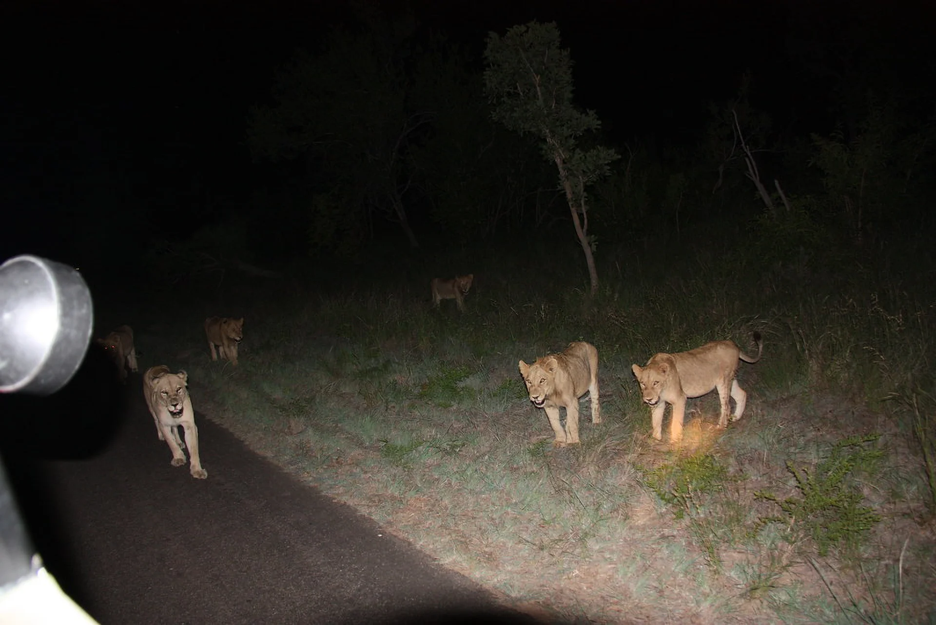 Night Game Drive