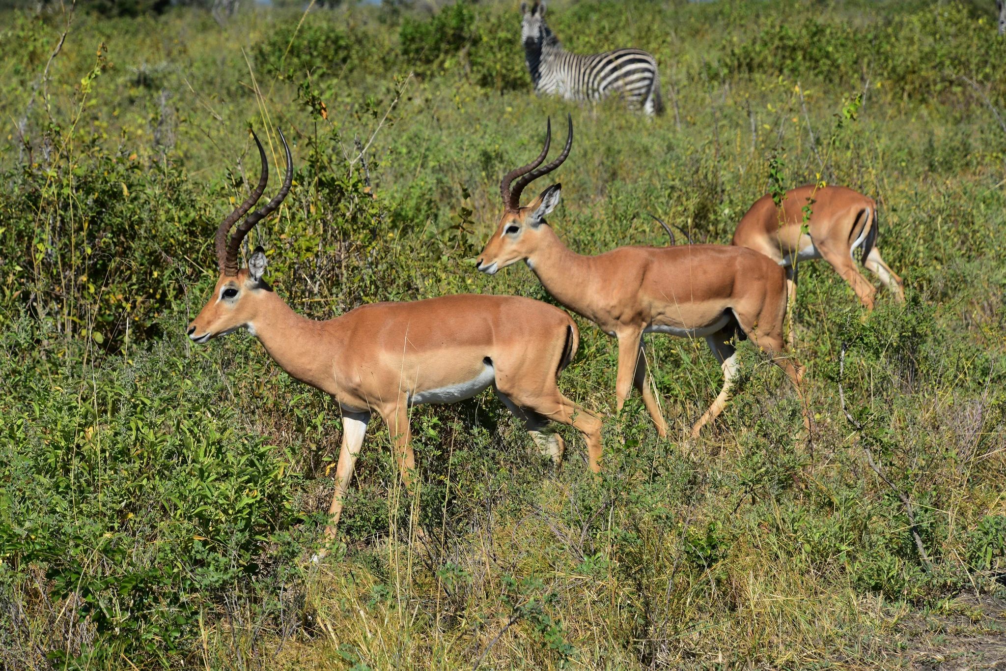 Selous Game Reserve