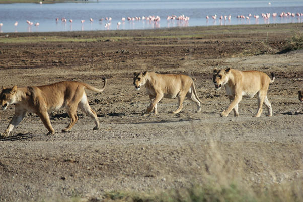 Ultimate 6 Days Kenya Safari