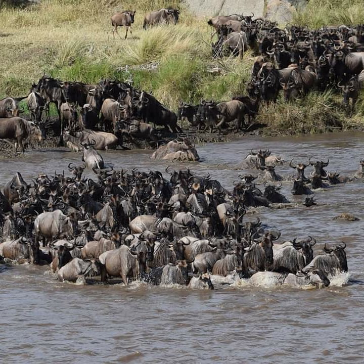 Great Migration Safari from Arusha (June – September 2026 & 2027)