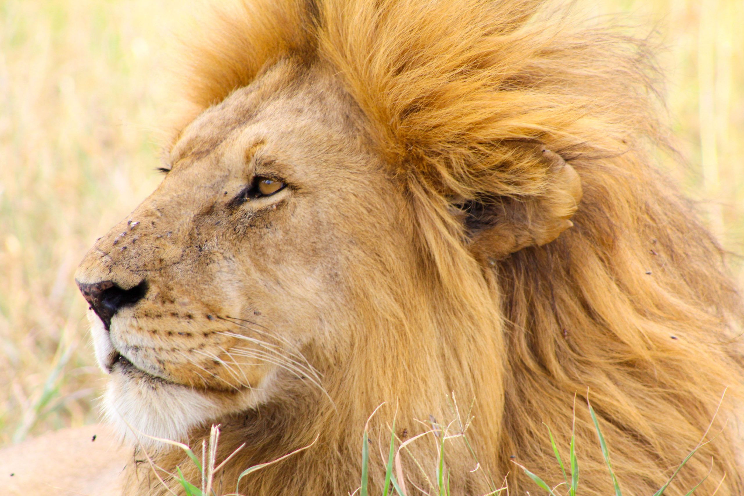 Mikumi Safari: The Ultimate Tanzania Wildlife Experience