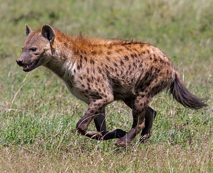 4 Days Short Safari from Arusha Explore | Tanzania’s Iconic Wildlife Parks in Just Four Days