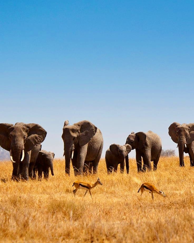 5 Days Big 5 Safari Tanzania – An Unforgettable Wildlife Adventure