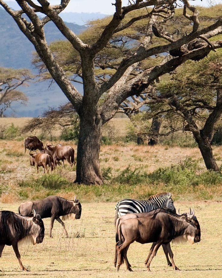 Affordable Tanzania Safari from Moshi or Arusha