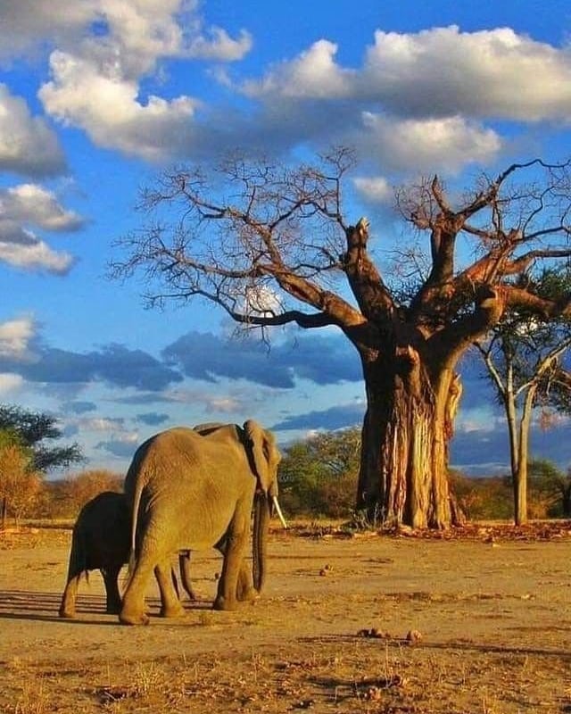 Arusha to Serengeti Safari Package 2026 / 2027 / 2028