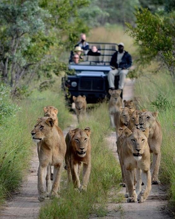 How to Prepare for Your Africa Safari Adventure