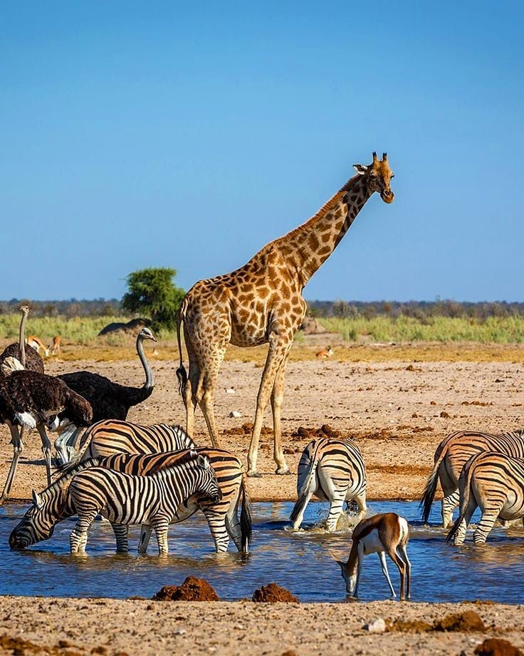5-Day South Africa Safari from Johannesburg: Ultimate Wildlife Adventure