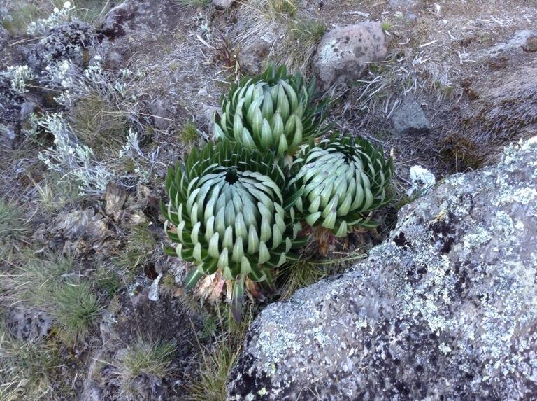 Ultimate Guide to Climbing the Rwenzori Mountains: Everything You Need to Know