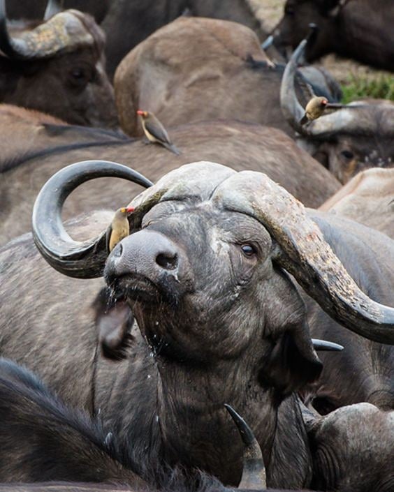 Africa Safari in December Festival Season – Ultimate Guide for 2026-2028