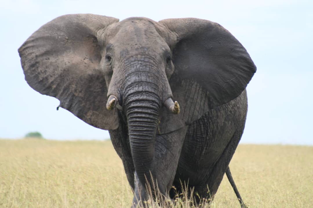 Best Things to Do in Serengeti National Park – The Complete Safari Travel Guide (2026–2028)