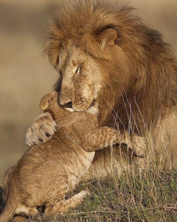 Best Things To Do in Kruger National Park – The Ultimate Travel Guide