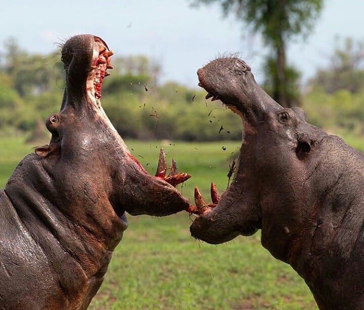 Best Time to Visit Tanzania for Safari 2026/2027/2027