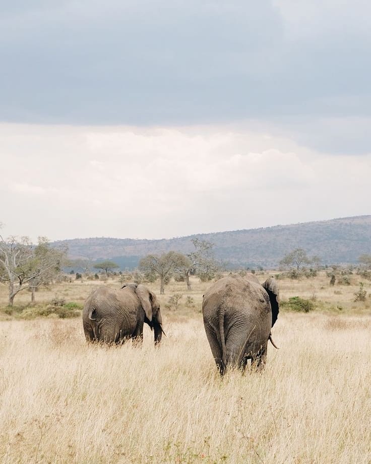 Best Tanzania Private Safari – Exclusive Luxury & Tailor-Made Wildlife Adventures (2026–2028)