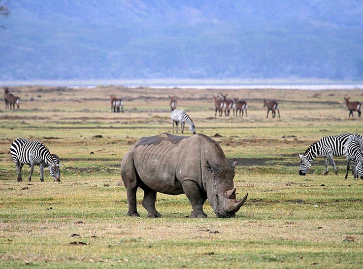 Tanzania Safari Price & Cost: Ultimate Guide 2026