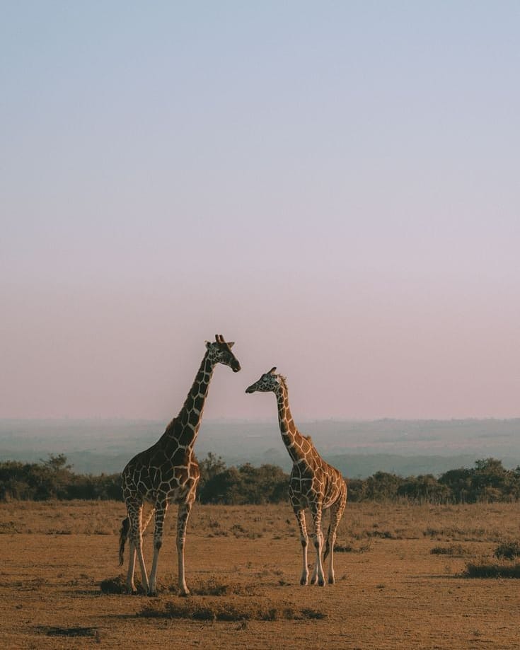 Ultimate Guide to Arusha National Park Day Trip from Moshi or Arusha