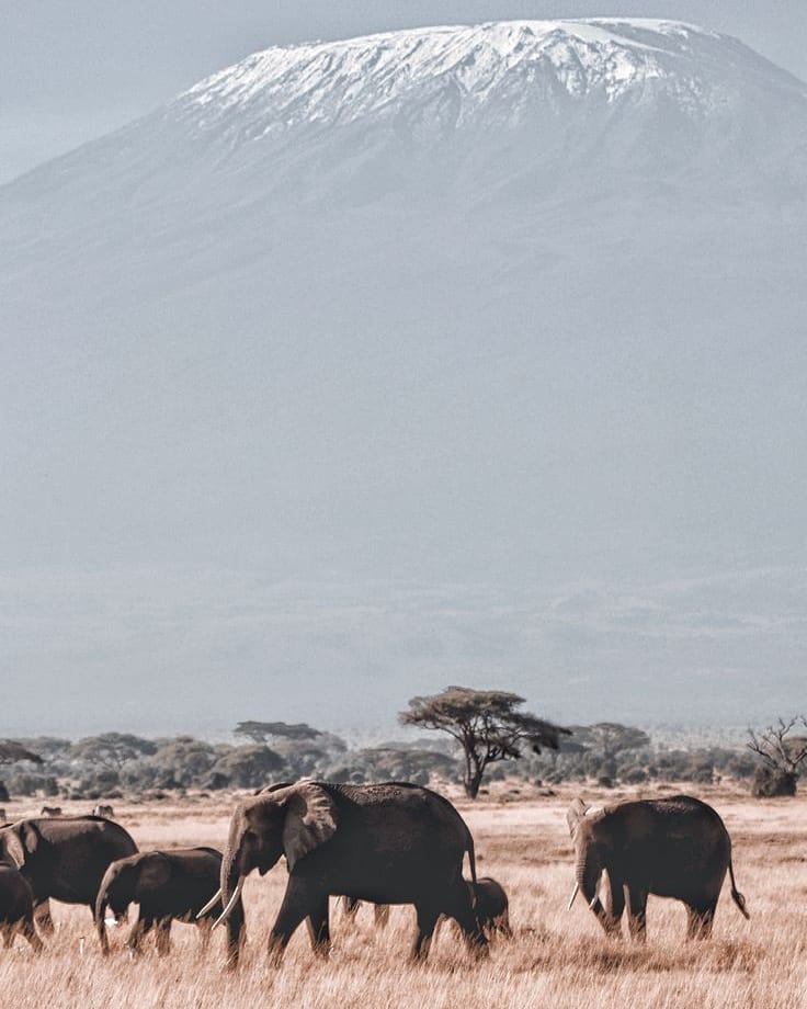 Ultimate Guide to Kenya Safari Tours (2026–2028)