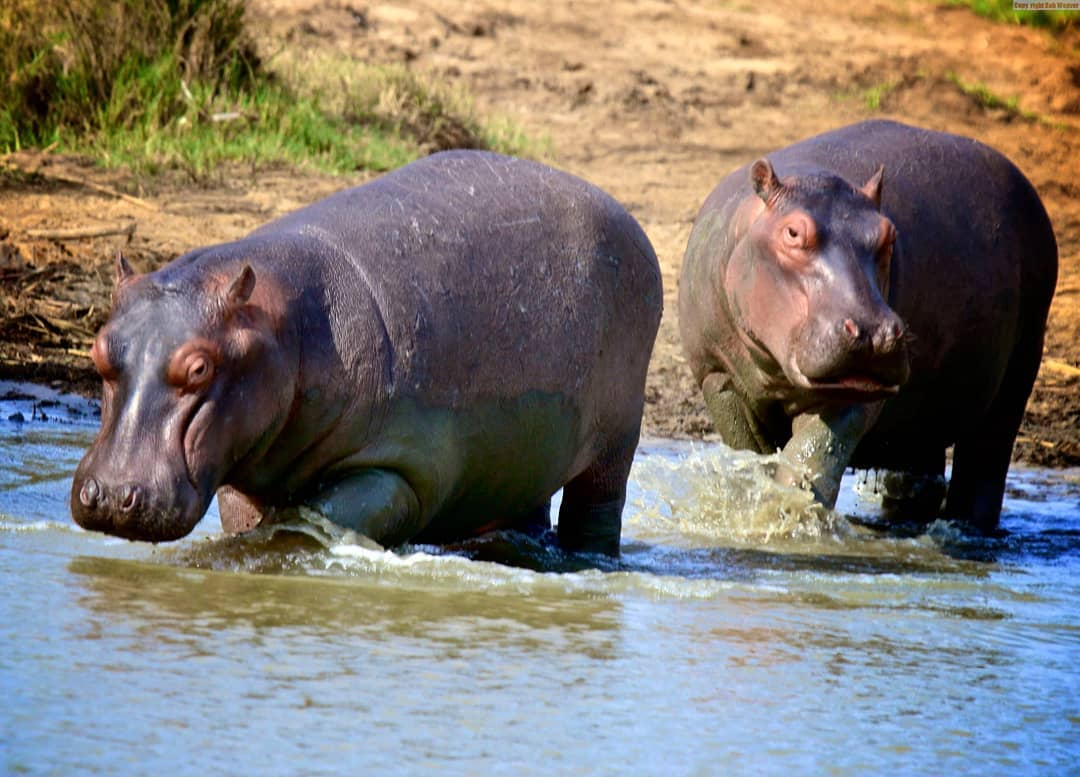 🌍 Ultimate Tanzania Safari Holiday Packages 2026-2028