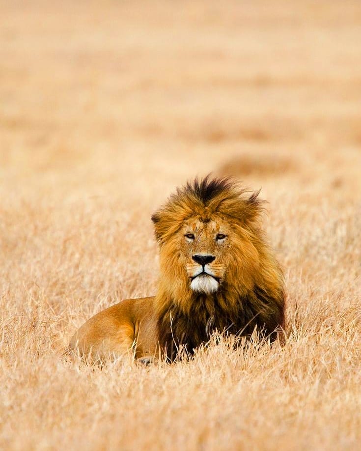 Luxury Safari Tanzania Vs Budget Safari Tanzania