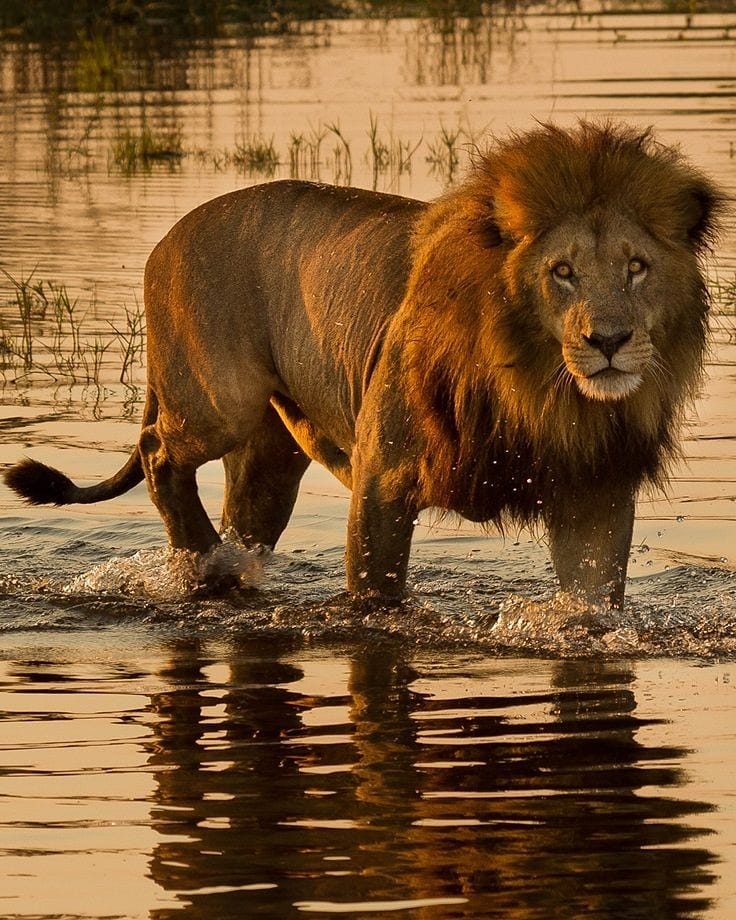 Tanzania Safari Booking Guide (Step-by-Step) – Complete 2026 Planning Resource