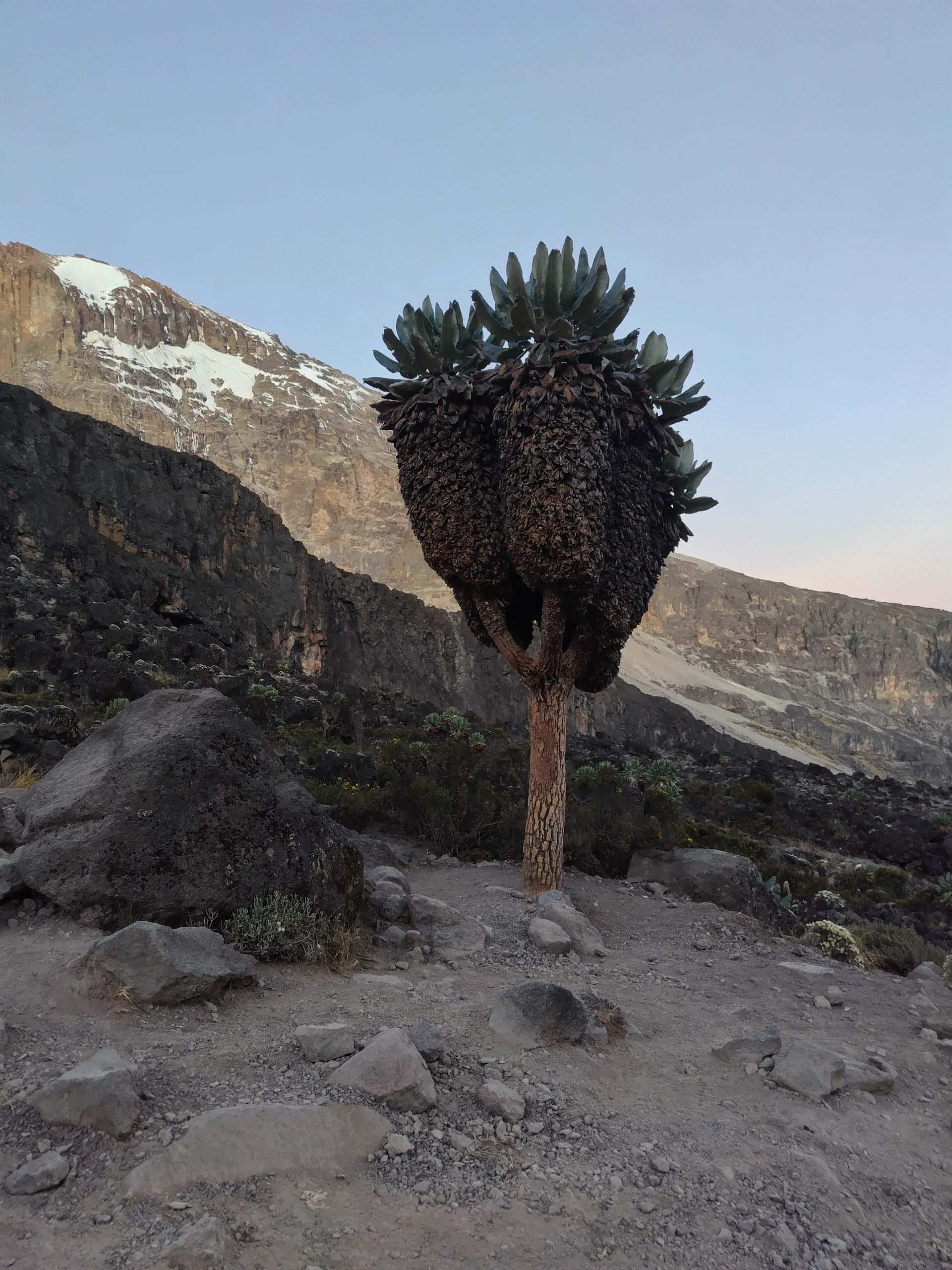 How hard is Kilimanjaro Compared to Everest Base Camp?